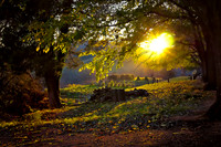 Sunset over Monticello garden, Virginia